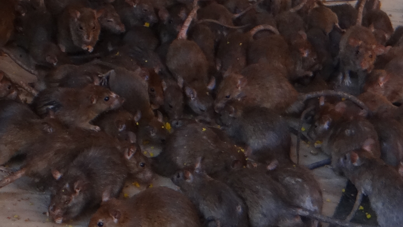 File:Swarm of Rats.png
